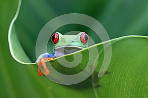 Red-eyed tree frog closeup on leaves