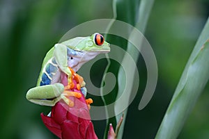 Red-eyed tree frog closeup on leaves