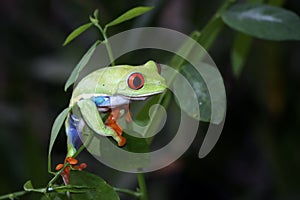 Red-eyed tree frog closeup on leaves