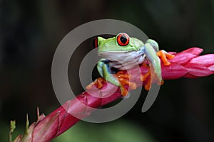 Red-eyed tree frog closeup on leaves