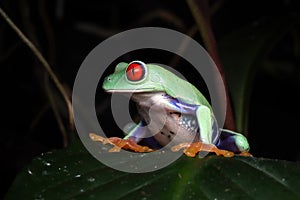 Red-eyed tree frog closeup on leaves