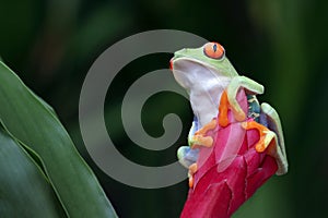 Red-eyed tree frog closeup on red flower