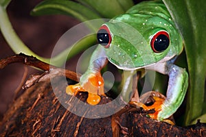 Red eyed tree frog and coconut