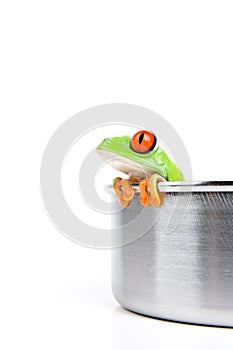 Red-eyed tree frog in cooking pot