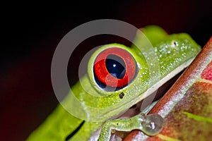 Red-eyed Tree Frog, Corcovado National Park, Costa Rica