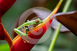 A Red-eyed Tree Frog in Costa Rica