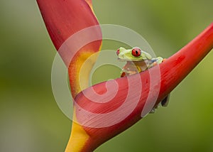 Red-Eyed Tree Frog, Costa Rica