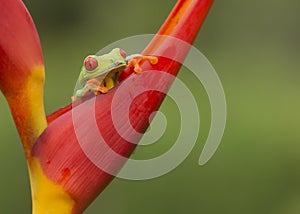 Red-Eyed Tree Frog, Costa Rica