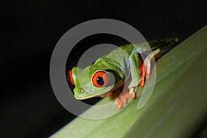 Red-eyed tree frog in Costa Rica