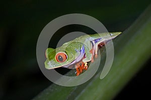 Red-eyed tree frog in Costa Rica