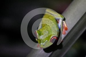 Red-eyed tree frog in Costa Rica