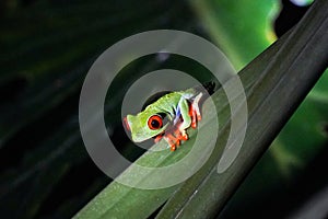 Red-eyed tree frog in Costa Rica