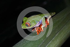 Red-eyed tree frog in Costa Rica