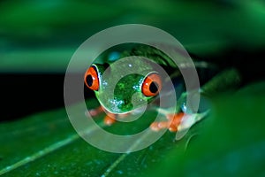 Red-eyed tree frog in Costa Rica