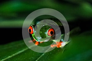 Red-eyed tree frog in Costa Rica