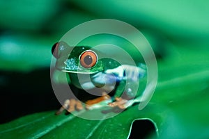 Red-eyed tree frog in Costa Rica