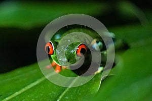 Red-eyed tree frog in Costa Rica