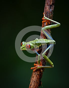 Red-eyed Tree Frog in Costa Rica