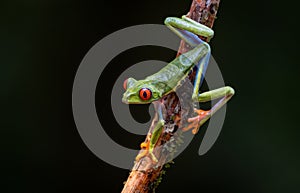 Red-eyed Tree Frog in Costa Rica