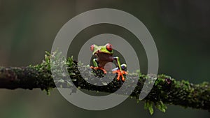 Red-eyed Tree Frog in Costa Rica