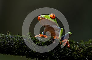 Red-eyed Tree Frog in Costa Rica