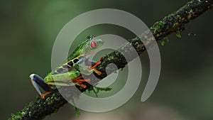 Red-eyed Tree Frog in Costa Rica