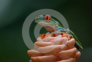 Red-eyed Tree Frog in Costa Rica