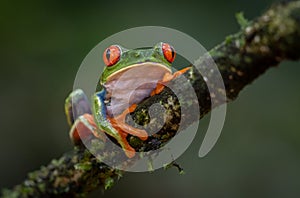 Red-eyed Tree Frog in Costa Rica