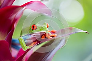 Red eyed tree frog Costa Rica