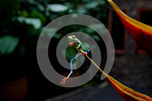 Red-eyed tree frog in Costa Rica photo