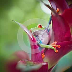 Red eyed tree frog Costa Rica rain forest