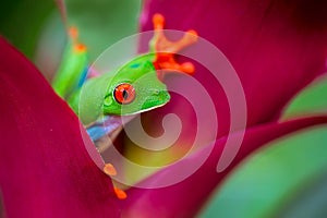 Red eyed tree frog Costa Rica