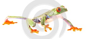 Red eyed tree frog crawling isolated on white