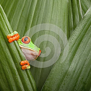 Red eyed tree frog curious animal green background