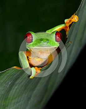 Red eyed tree frog curious vibrant on green leaf, costa rica, ce