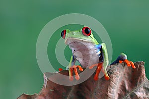 Red-eyed tree frog on dry leaves