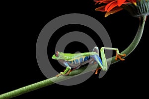 Red-eyed tree frog on flower