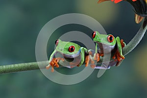 Red-eyed tree frog on flower