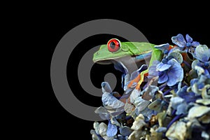 Red-eyed tree frog on flower