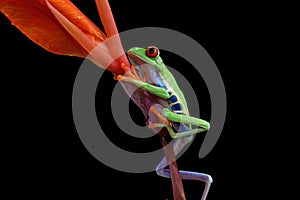 Red-eyed tree frog on flower