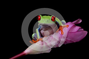 Red-eyed tree frog on flower