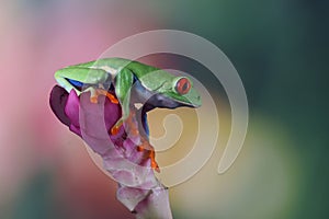 Red-eyed tree frog on flower