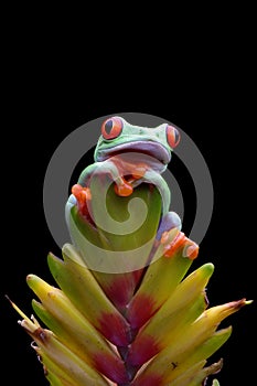 Red-eyed tree frog on flower