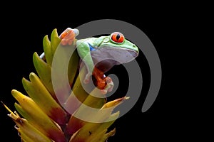 Red-eyed tree frog on flower