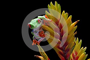 Red-eyed tree frog on flower