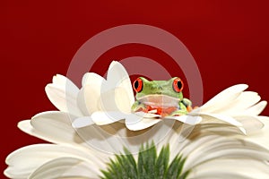 Red eyed tree frog and flower