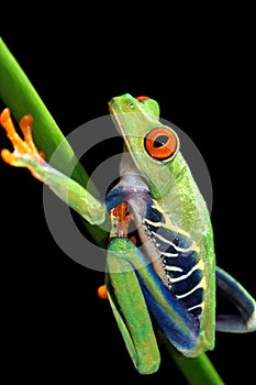Red eyed tree frog and flower