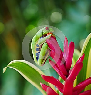 Red eyed tree frog on a flower