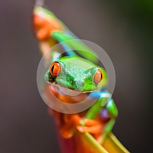 A red-eyed tree frog, funny frog