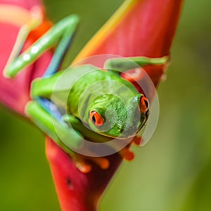 A red-eyed tree frog, funny frog